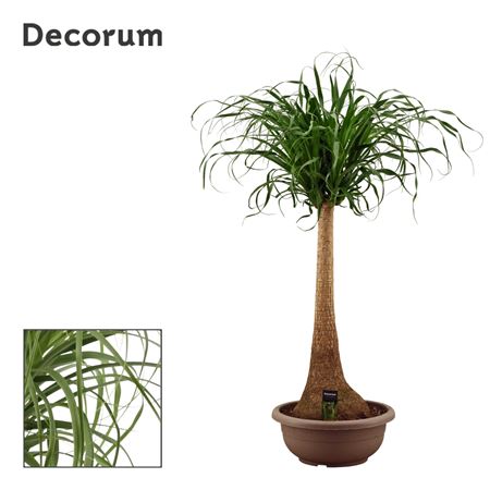 Beaucarnea On Stem In Bowl (decorum)