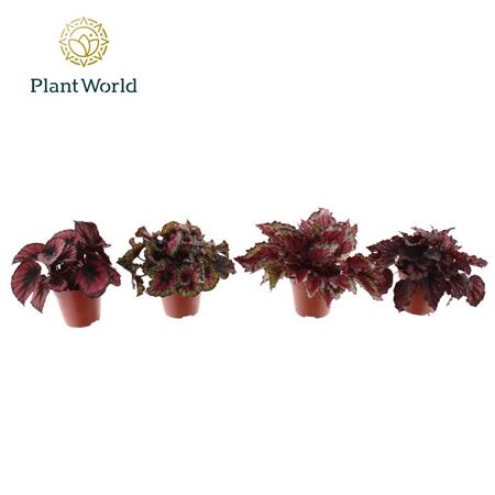 Begonia Love Mix 3 - 4 Sorts