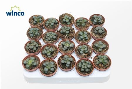 Алоинопсис Скунесии