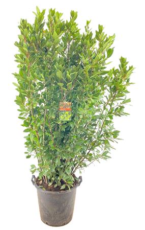 Laurus Nobilis