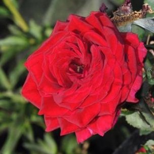 Роза плетистая Орфео