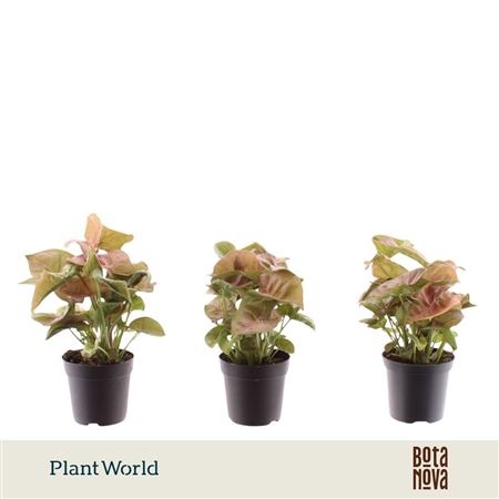 Syngonium Neon Robusta (decorum)
