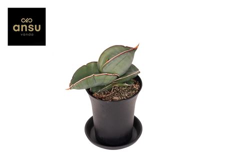Sansevieria Almond Silver In Sierpot