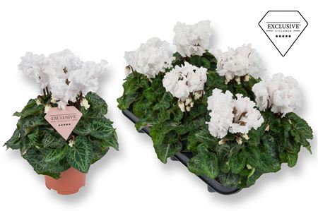 Cyclamen Merengue White (exclusive)
