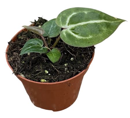 Anthurium Red Crystallinum