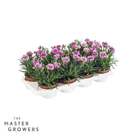 Dianthus Car Sissy