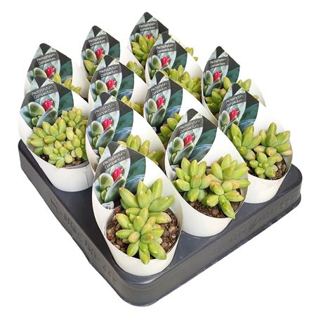 Pachyphytum Compactum Potcover
