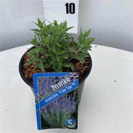 Perovskia Atriplicifolia Prime Time Pbr