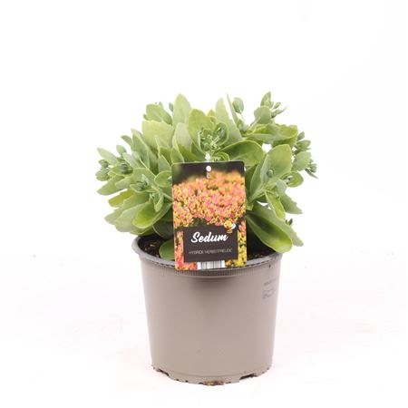 Sedum Hy Herbstfreude
