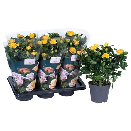 Rosa Palace Yellow