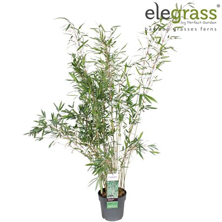 Fargesia Nitida Black Shadow