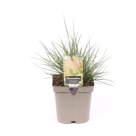 Pennisetum Al Little Bunny