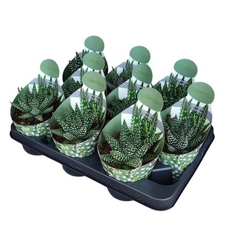 Haworthia Papillosa Potcover