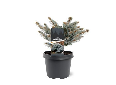 Picea Pung Glauca Globosa