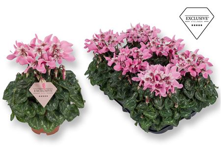 Cyclamen Djix Pink (exclusive)