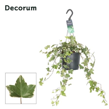 Hedera Helix Eva Bont