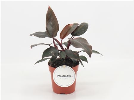 Philodendron Burgundy Princess