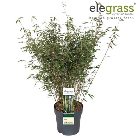 Fargesia Winter Black