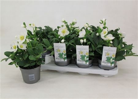 Helleborus Niger Mont Blanc (l)