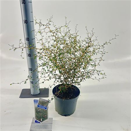 Sophora Prostata Little Baby