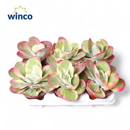 Kalanchoe Thyrsiflora Variagata