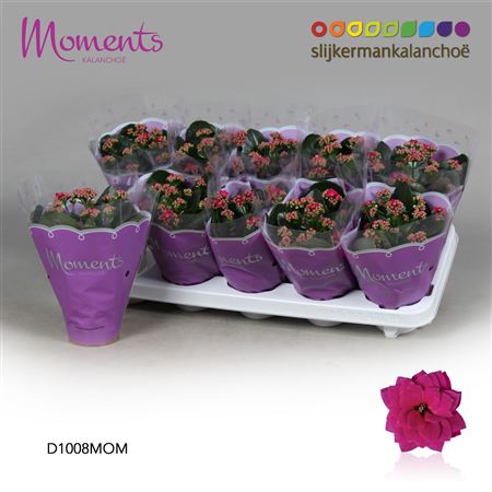 Kal Cal Moments Shadow Purple