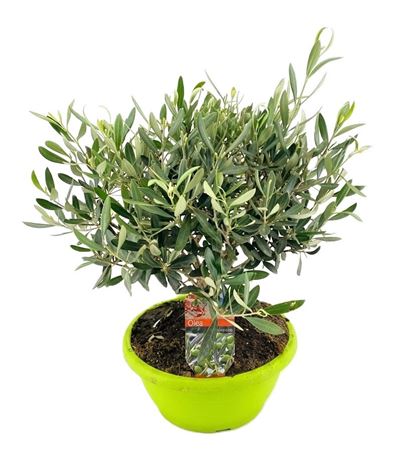 Olea Europaea On Stem Bowl
