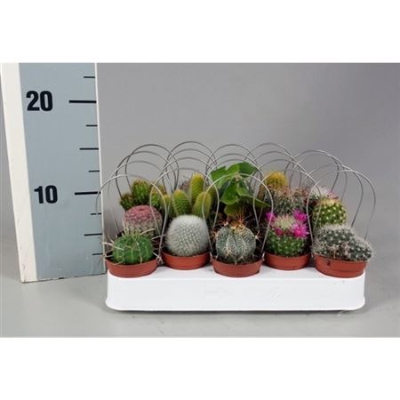 Кактус Микс в кашпо с ручкой