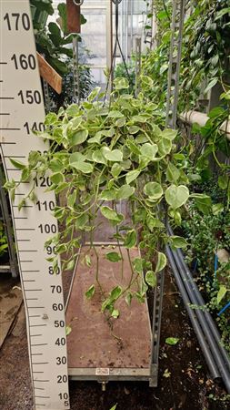 Peperomia Scandens Variergata