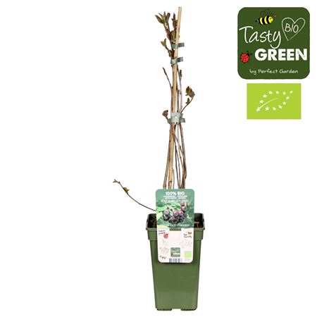 Aronia Melanocarpa Rubina Bio