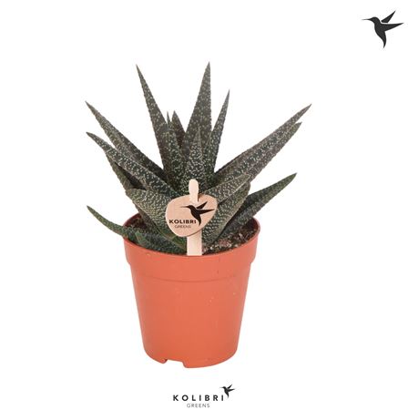 Haworthia Highness