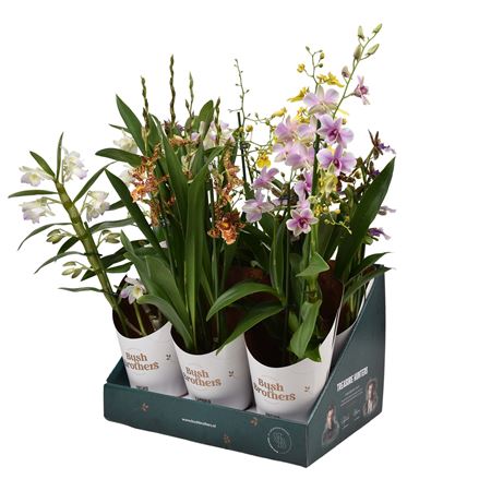 Orchid 3st Mix Showbox