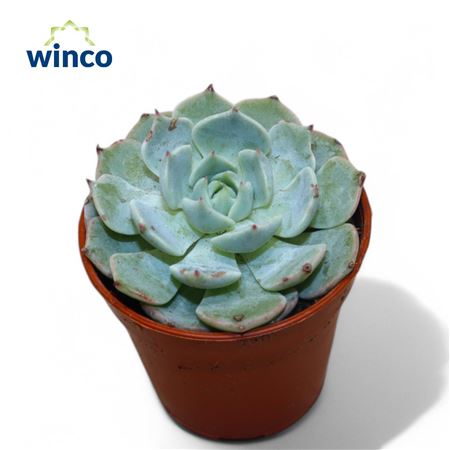 Echeveria Melaco