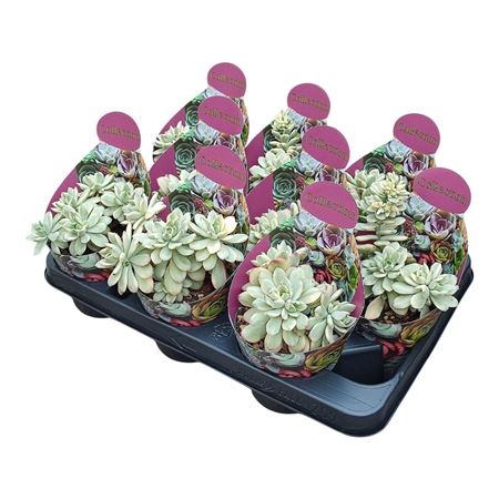 Echeveria Minibelle Variegata Potcover