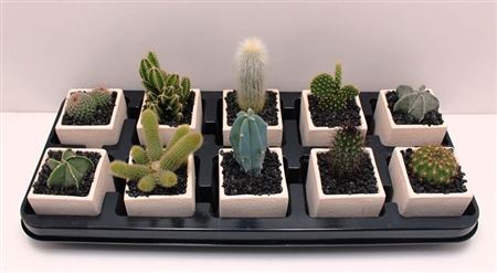 Cactus Mix In Ceramic