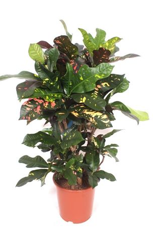 Codiaeum Magnificent