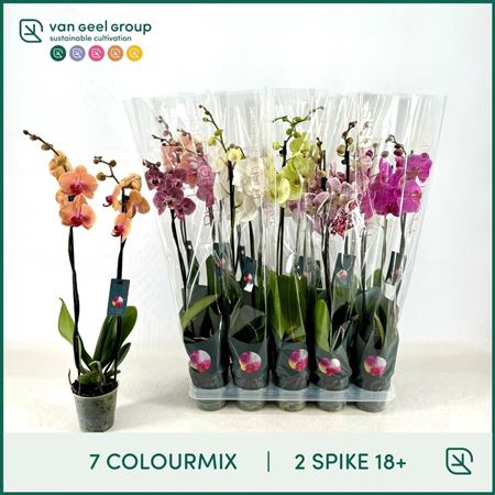 Phal 2st Mix 7 Colours 18+ (van Geel)
