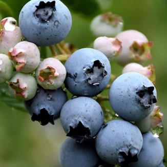 Голубика высокорослая Дюк | Оптовая цветочная компания «Флора Групп» Голубика высокорослая Дюк