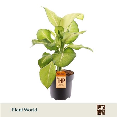 Dieffenbachia Tropic Marianne