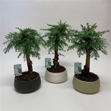 Araucaria Cunninghamii Bonsai Spiral