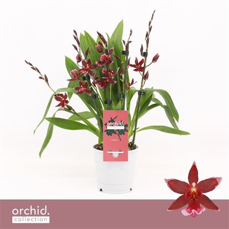 Barrocco Red 5/6st Compact Orchid Collection
