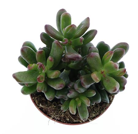Crassula Oasis