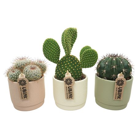 Cactus Mix Bowl