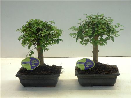 Bonsai Ligustrum Sinensis, 20cm., Broom, Without D