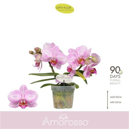 Phal 2st Amorosso Merlini (opti)