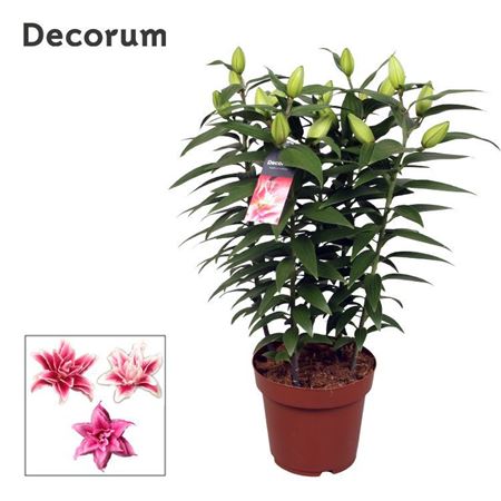 Lilium Or Roselily Sara 5pp (decorum)
