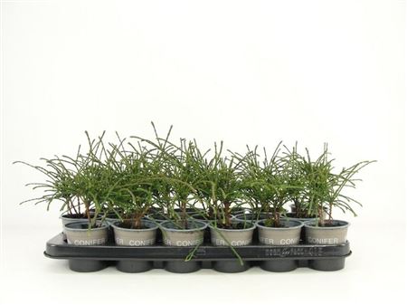 Thuja Plic Whipecord