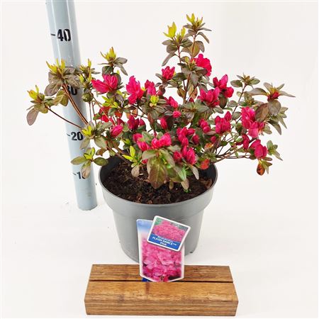 Rhododendron (aj) Flash Dance Pink