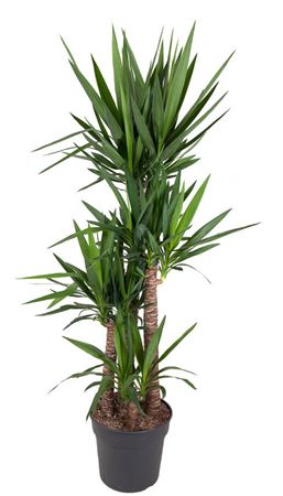 Yucca 120-90-60-30 3+