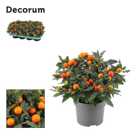 Solanum Mandarin (decorum)